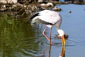 ナイロビ発：3日間アンボセリ国立公園サファリ