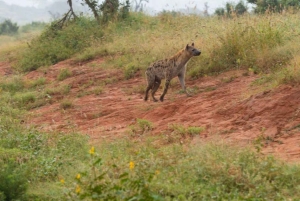 ナイロビ発：3日間アンボセリ国立公園サファリ