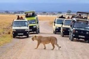 ナイロビ発：3日間アンボセリ国立公園サファリ
