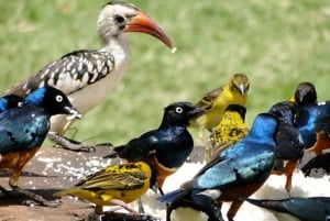 ナイロビ発：3日間アンボセリ国立公園サファリ