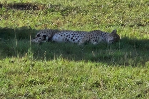 From Nairobi: 3 Day Game Drive To Masai Mara National Park