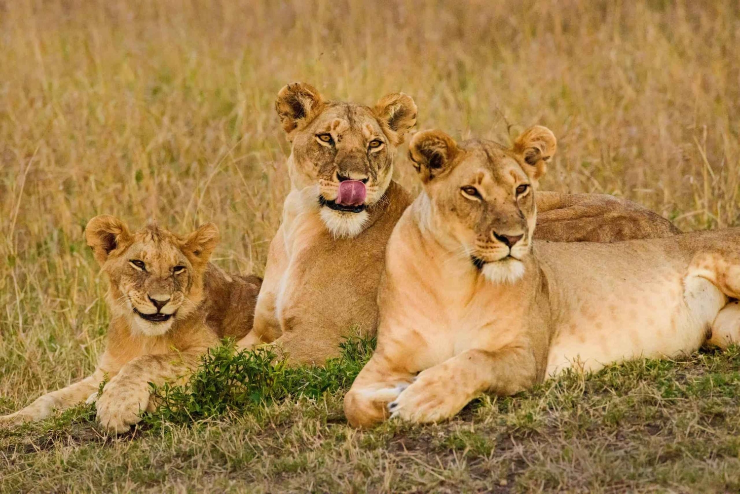 From Nairobi: 3-Day Maasai Mara Group Safari by Landcruiser