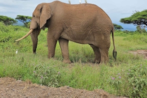 From Nairobi: 3-Day Maasai Mara Group Safari by Landcruiser