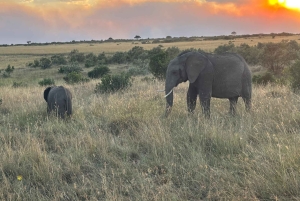 From Nairobi: 3-Day Maasai Mara Group Safari by Landcruiser