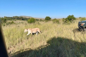 From Nairobi: 3-Day Maasai Mara Group Safari by Landcruiser