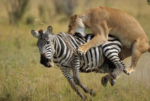From Nairobi: 3-Day Masai Mara Private Safari