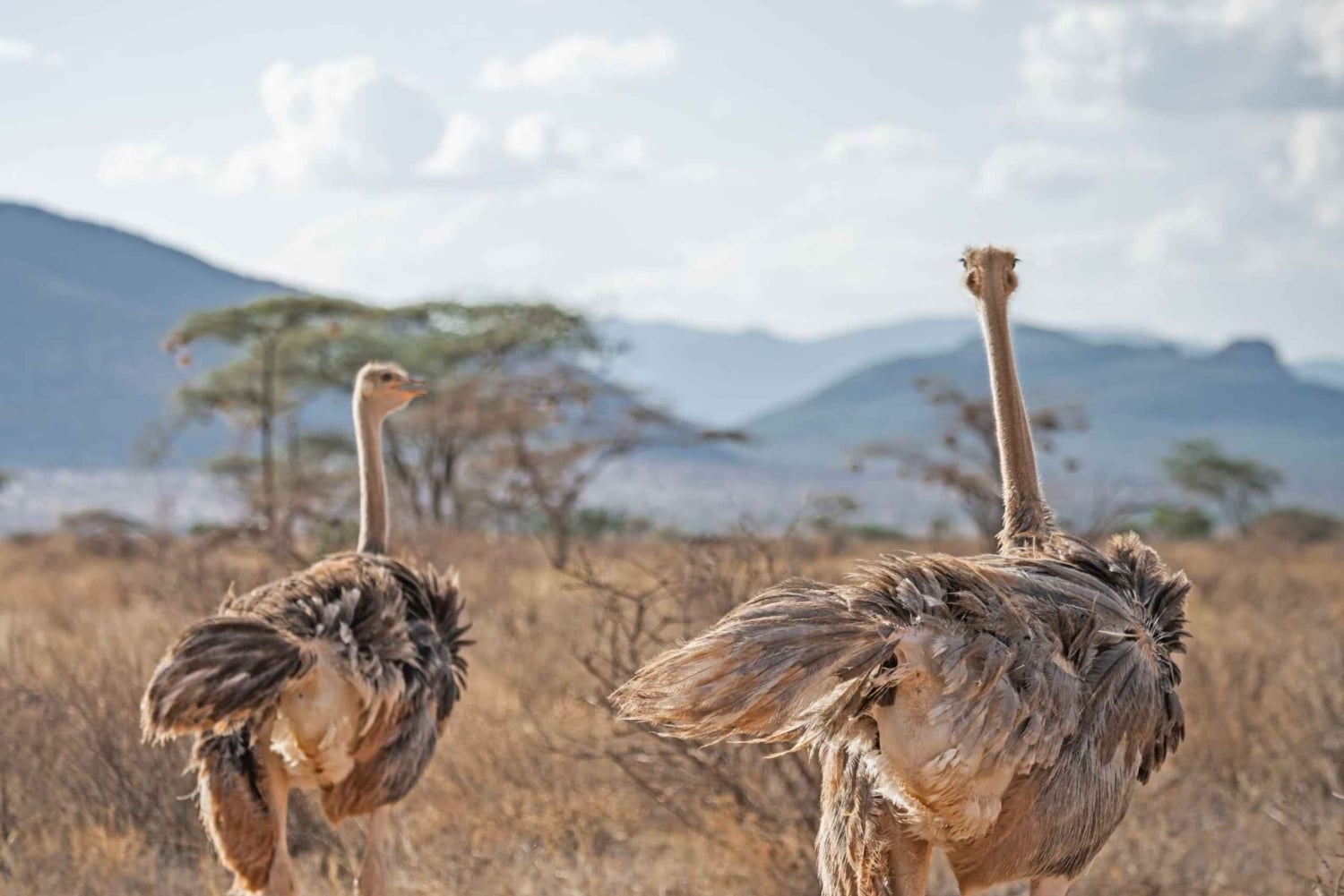 Fra Nairobi: 3-dagers safari i Samburu nasjonalreservat