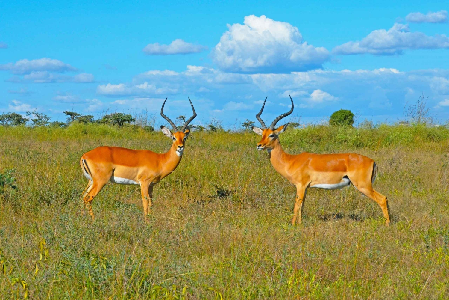 Fra Nairobi: 3-dagers safari i Samburu nasjonalreservat