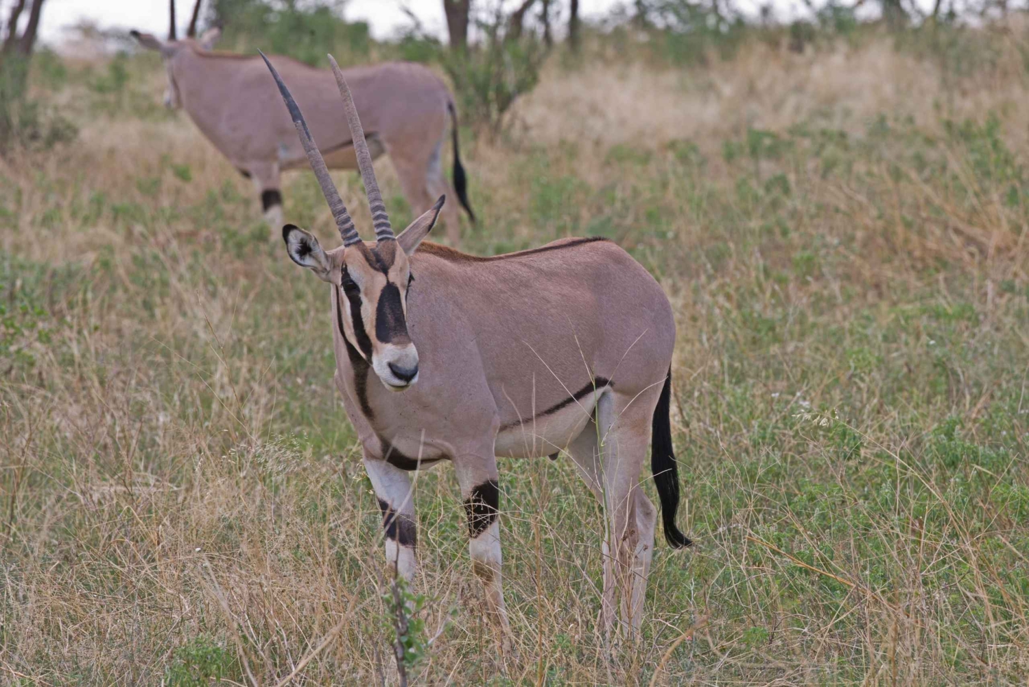 Fra Nairobi: 3-dagers safari i Samburu nasjonalreservat