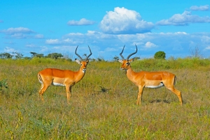 Fra Nairobi: 3-dagers safari i Samburu nasjonalreservat