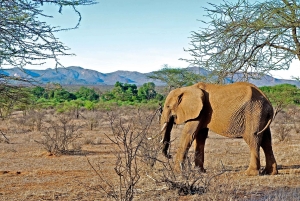 Fra Nairobi: 3-dagers safari i Samburu nasjonalreservat