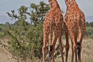 Fra Nairobi: 3-dagers safari i Samburu nasjonalreservat