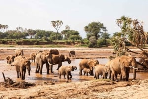 Z Nairobi: 3-dniowy rezerwat narodowy Samburu