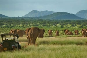 Z Nairobi: 3-dniowy rezerwat narodowy Samburu