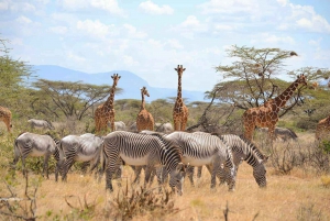 Z Nairobi: 3-dniowy rezerwat narodowy Samburu