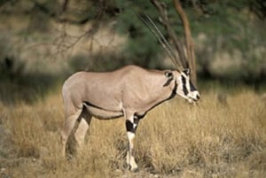 Z Nairobi: 3-dniowy rezerwat narodowy Samburu