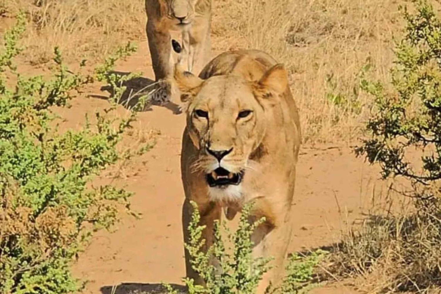 ナイロビ発：シビロイ国立公園＆コービ・フォラ3日ツアー