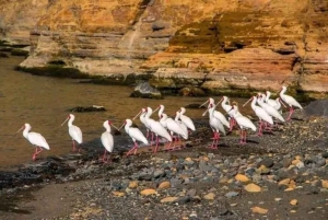 ナイロビ発：シビロイ国立公園＆コービ・フォラ3日ツアー