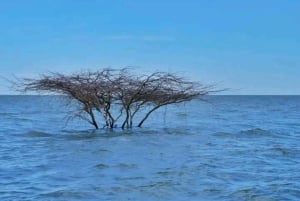 ナイロビ発：シビロイ国立公園＆コービ・フォラ3日ツアー