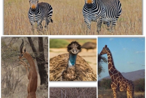 A partir de Nairobi: Excursão de 3 dias à Reserva Nacional de Samburu