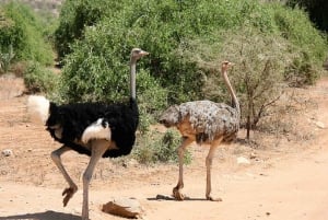 A partir de Nairobi: Excursão de 3 dias à Reserva Nacional de Samburu