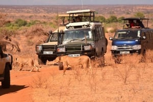 A partir de Nairobi: Excursão de 3 dias à Reserva Nacional de Samburu