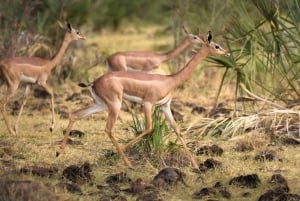 A partir de Nairobi: Excursão de 3 dias à Reserva Nacional de Samburu