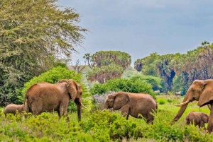 Z Nairobi: 3-dniowa wycieczka do rezerwatu Samburu National Reserve