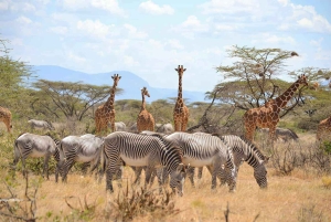 Z Nairobi: 3-dniowa wycieczka do rezerwatu Samburu National Reserve