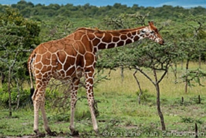 Z Nairobi: 3-dniowa wycieczka do rezerwatu Samburu National Reserve