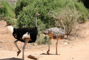 Z Nairobi: 3-dniowa wycieczka do rezerwatu Samburu National Reserve