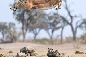 Z Nairobi: 3-dniowa wycieczka do rezerwatu Samburu National Reserve