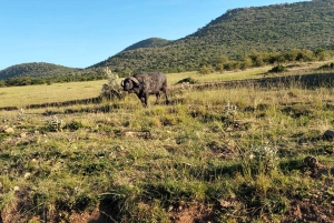 Depuis Nairobi : Safari de 3 jours en groupe à Masai Mara en Landcruiser