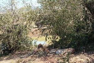 Depuis Nairobi : Safari de 3 jours en groupe à Masai Mara en Landcruiser