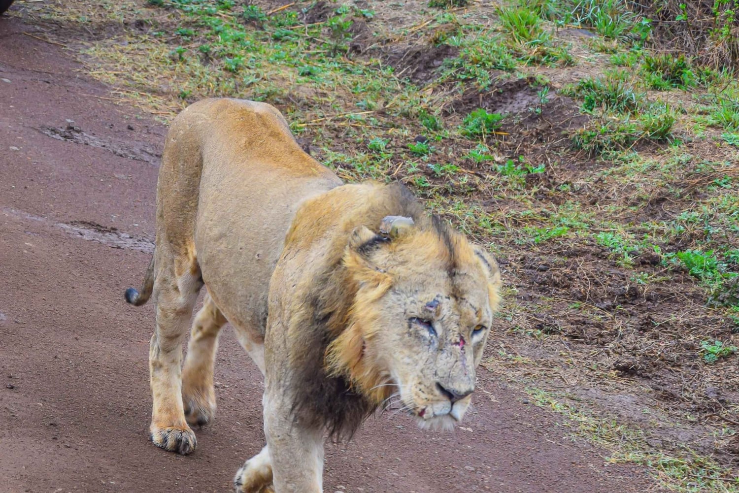 Från Nairobi: 3 dagar, 2 nätter Maasai Mara-gruppsafari med fyrhjulsdriven bil