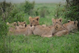 Från Nairobi: 3 dagar, 2 nätter Maasai Mara-gruppsafari med fyrhjulsdriven bil