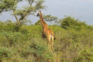 Från Nairobi: 3 dagar, 2 nätter Maasai Mara-gruppsafari med fyrhjulsdriven bil