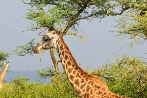 Från Nairobi: 3 dagar, 2 nätter Maasai Mara-gruppsafari med fyrhjulsdriven bil