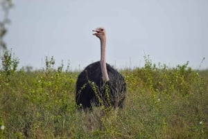 Från Nairobi: 3 dagar, 2 nätter Maasai Mara-gruppsafari med fyrhjulsdriven bil