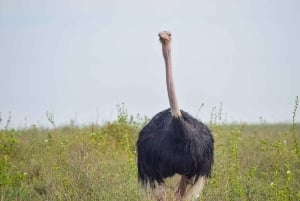 Från Nairobi: 3 dagar, 2 nätter Maasai Mara-gruppsafari med fyrhjulsdriven bil