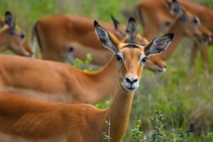 Från Nairobi: 3 dagar, 2 nätter Maasai Mara-gruppsafari med fyrhjulsdriven bil