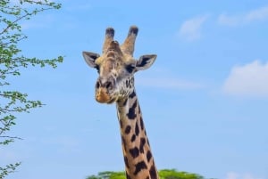 Från Nairobi: 3 dagar, 2 nätter Maasai Mara-gruppsafari med fyrhjulsdriven bil