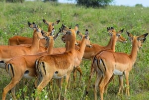 Från Nairobi: 3 dagar, 2 nätter Maasai Mara-gruppsafari med fyrhjulsdriven bil