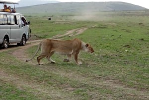 From Nairobi:3-Days 2 Nights Maasai Mara Group Safari in 4WD