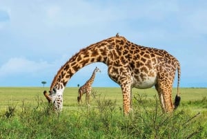 From Nairobi:3-Days 2 Nights Maasai Mara Group Safari in 4WD