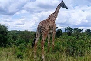 From Nairobi:3-Days 2 Nights Maasai Mara Group Safari in 4WD