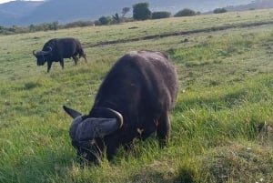 From Nairobi:3-Days 2 Nights Maasai Mara Group Safari in 4WD