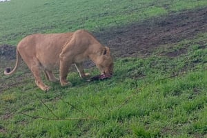 From Nairobi:3-Days 2 Nights Maasai Mara Group Safari in 4WD
