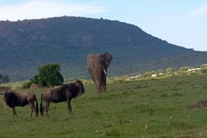 From Nairobi:3-Days 2 Nights Maasai Mara Group Safari in 4WD