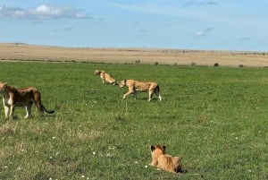 From Nairobi:3-Days 2 Nights Maasai Mara Group Safari in 4WD
